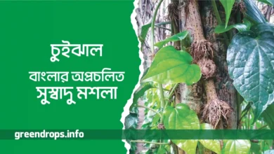 চুইঝাল – বাংলার অপ্রচলিত সুস্বাদু মশলা